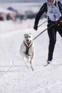 Lenk 2013